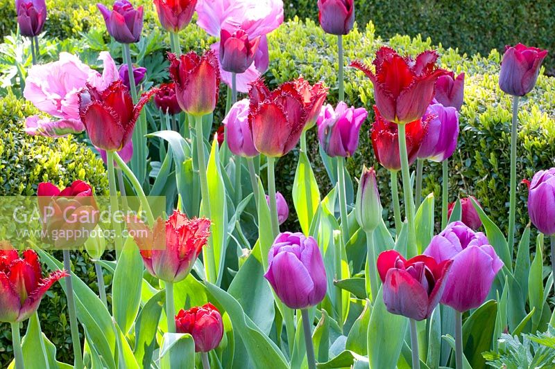 Tulipes en rouge et violet 