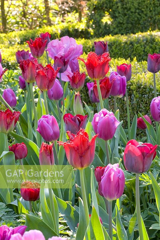 Tulipes en rouge et violet 