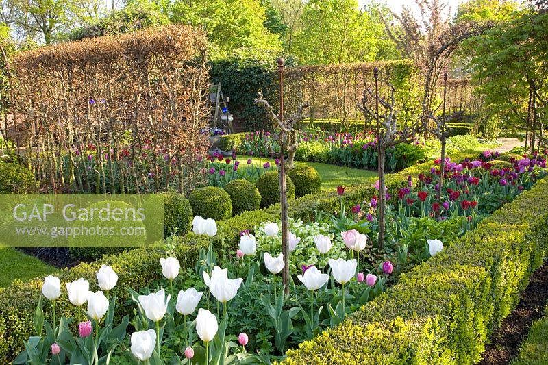 Jardin à la française avec tulipes 