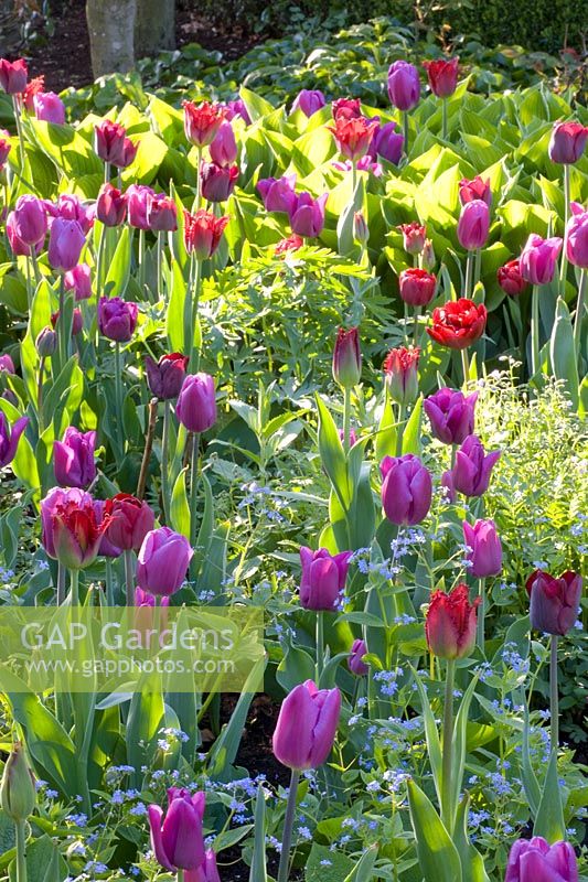 Lit avec des tulipes 