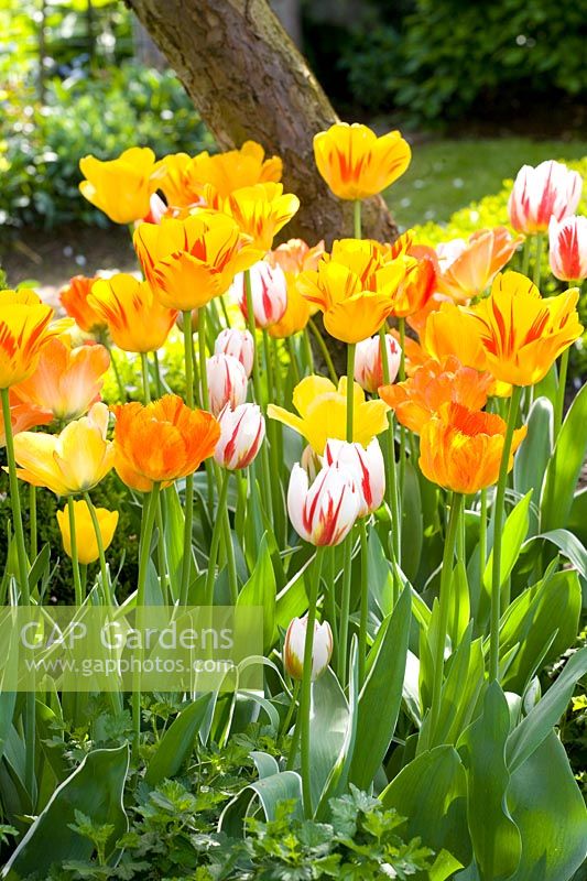 Tulipes en jaune et orange 