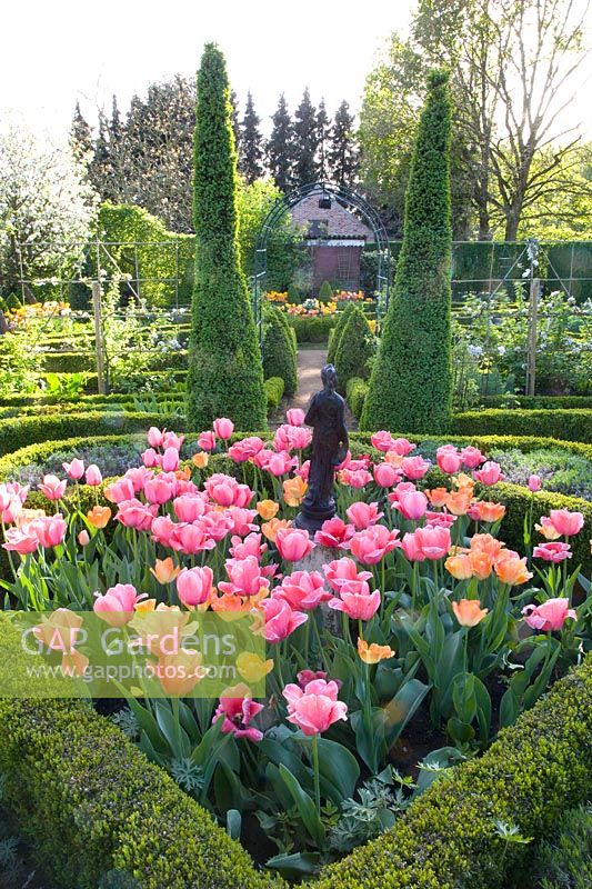 Jardin à la française avec tulipes, Tulipa Daydream, Tulipa Pink Impression 