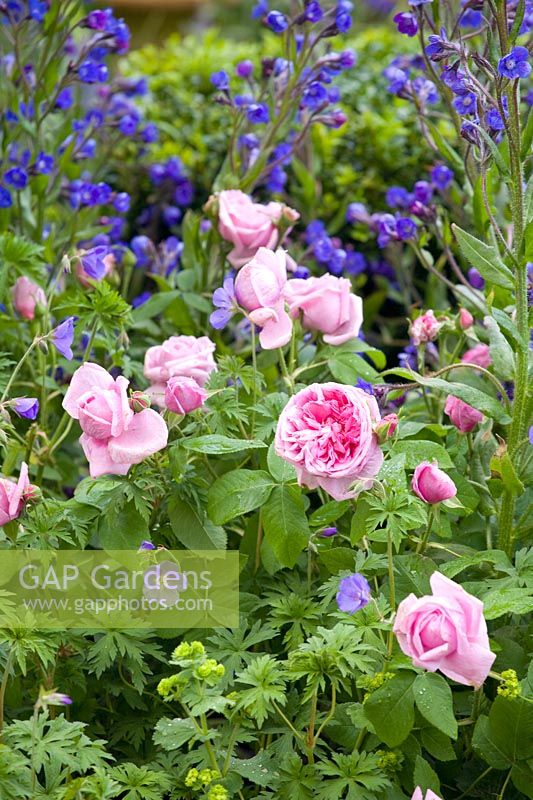 Roses et langue de bœuf, Rosa Gertrud Jekyll, Anchusa 