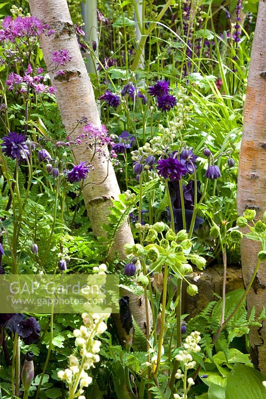 Lit sous l'arbre, Tellima grandiflora, Thalictrum Black Stockings, Matthiasella bupleuroides, Aquilegia Blue Barlow, Betula 