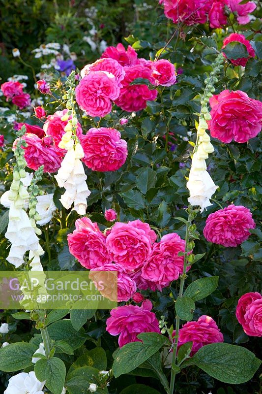 Rose et digitale, Rosa Rosarium Uetersen, Digitalis purpurea 