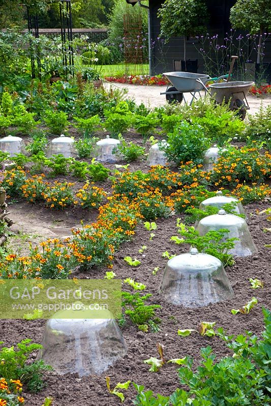 Herbes et légumes en cloches 