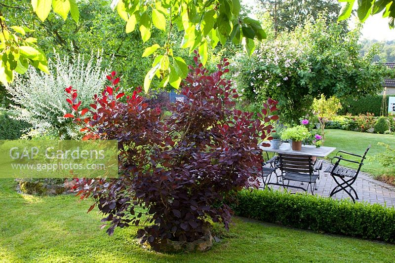 Terrasse avec sièges, buisson à perruque et saule, Cotinus coggygria, Salix integra Hakuro Nishiki 