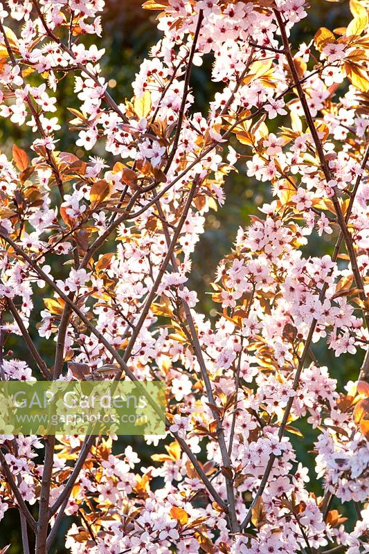 Portrait de prune cerise, Prunus cerasifera Nigra 