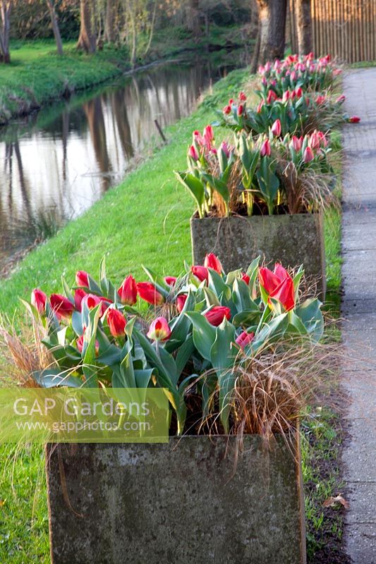 Tulipes et Carex en pot, Tulipa Couleur Cardinal, Tulipa Red Flair, Carex comans Forme Bronze 