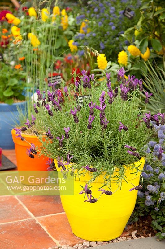 Jardin/terrasse oriental avec pots colorés 