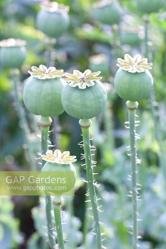 Capsule de graines de pavot à opium, Papaver somniferum 