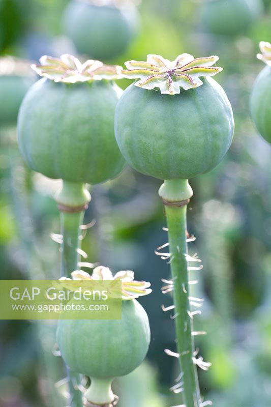 Capsule de graines de pavot à opium, Papaver somniferum 