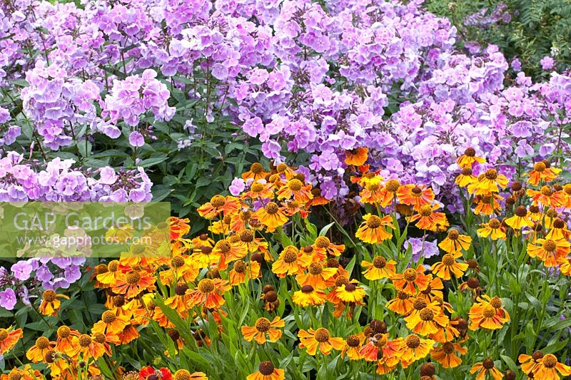 Fleur de flamme et épouse du soleil, Helenium Waltraud, Phlox paniculata Franz Schubert 