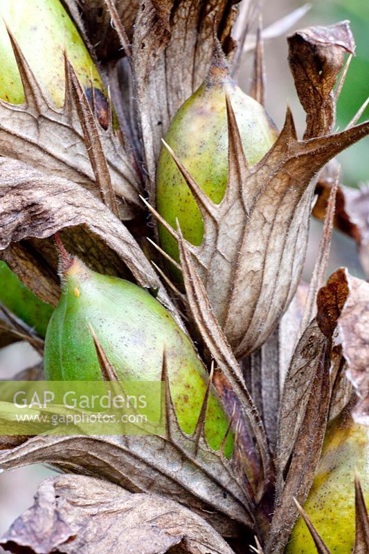Peuplement de graines de berce du Caucase, Acanthus syriacus 