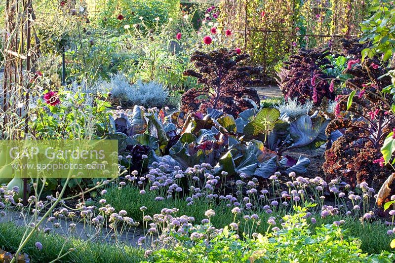 Potager d'automne avec chou frisé, chou pointu et ail de montagne, Brassica oleracea Redbor, Brassica oleracea Kalibos, Allium senescens 