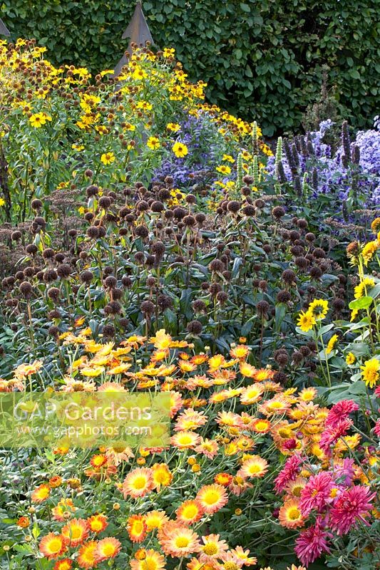 Lit d'automne avec chrysanthèmes de jardin et alii, Dendranthema Cendrillon, Dendranthema Dernier Soleil 