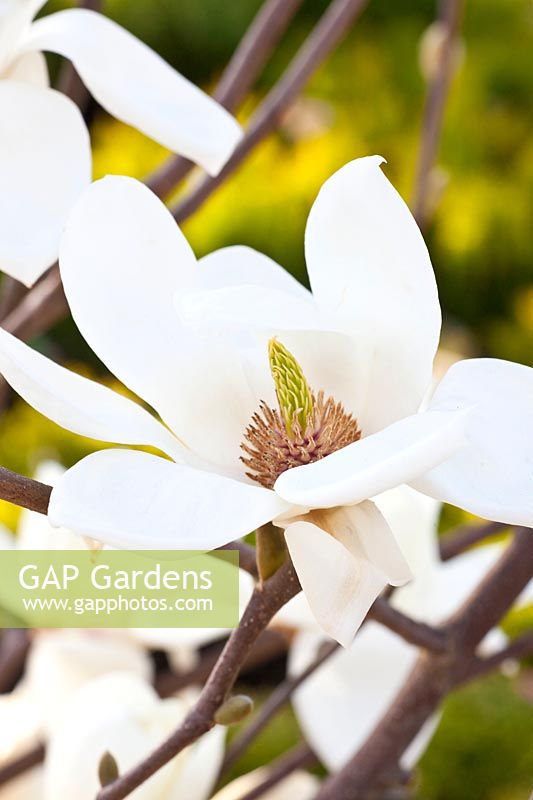 Fleur de magnolia, Magnolia soulangeana Alba Superba 