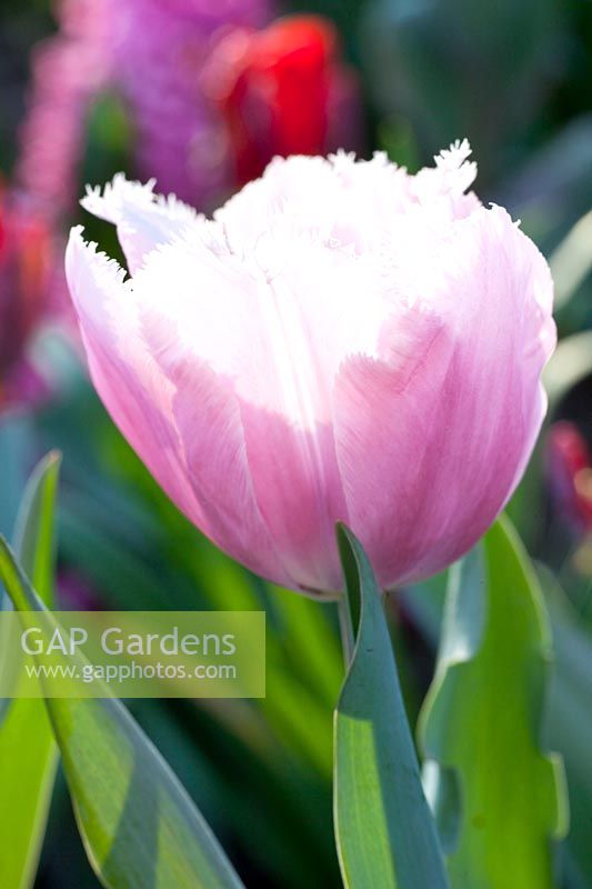 Portrait tulipe frangée,Tulipa crispa 