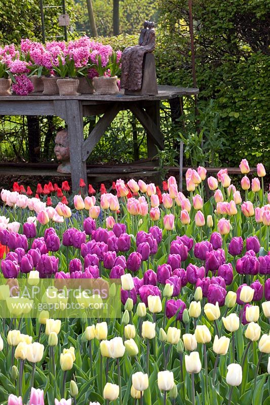 Tulipes dans le jardin 