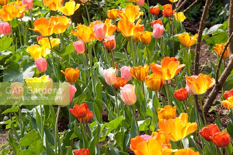 Tulipes en orange et rose 