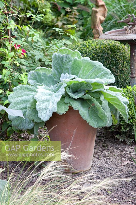 Sauge argentée dans un pot, Salvia argentea 