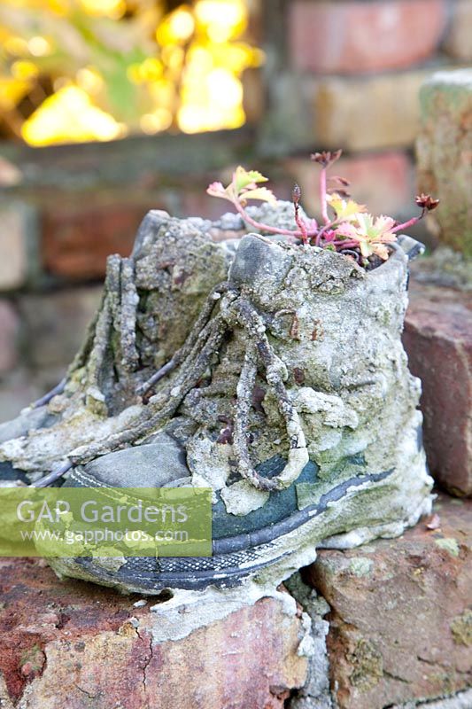 Chaussures plantées de Saxifraga 