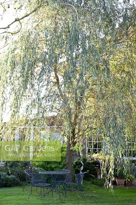 Siège sous le saule pleureur, Salix alba Tristis 