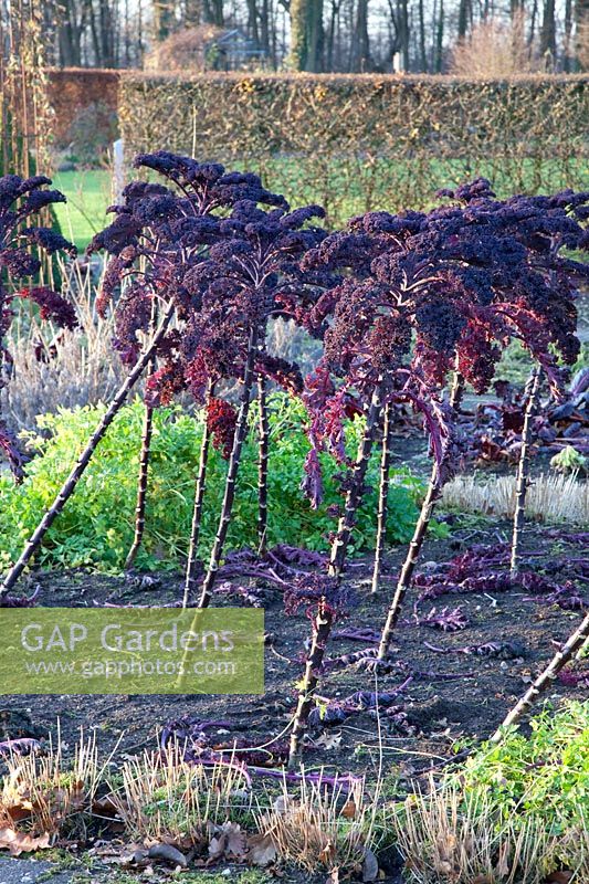 Chou frisé en hiver,Brassica oleracea Redbor 