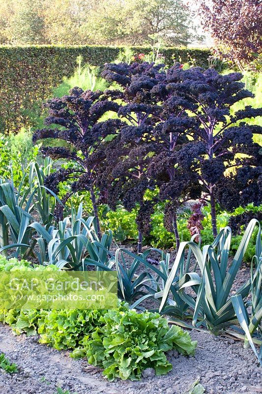 Lit avec endives, poireaux et chou frisé, cichorium, Allium porrum, éléphant Brassica oleracea Redbor 
