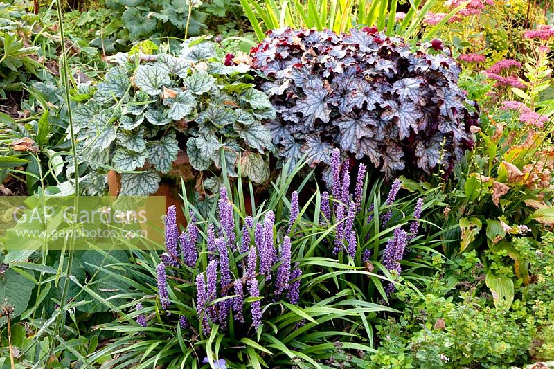 Cloches violettes et nénuphars, Heuchera, Liroipe muscari 