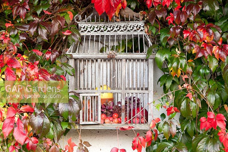 Cage à oiseaux comme décoration entre vigne vierge, Parthenocissus quinquefolia 