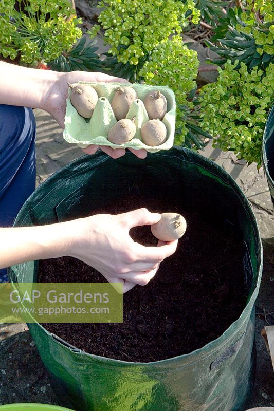 Femme plante des pommes de terre Linda dans le pot, Solanum tuberosum Linda 