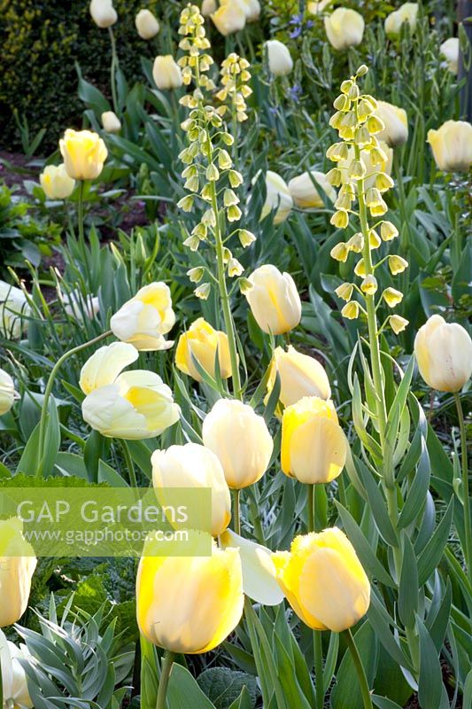 Lit de tulipes avec Tulipa Maja, Tulipa Vérone, Tulipa Françoise, Tulipa Ivory Floradale, Fritillaria persica Ivory Bells 