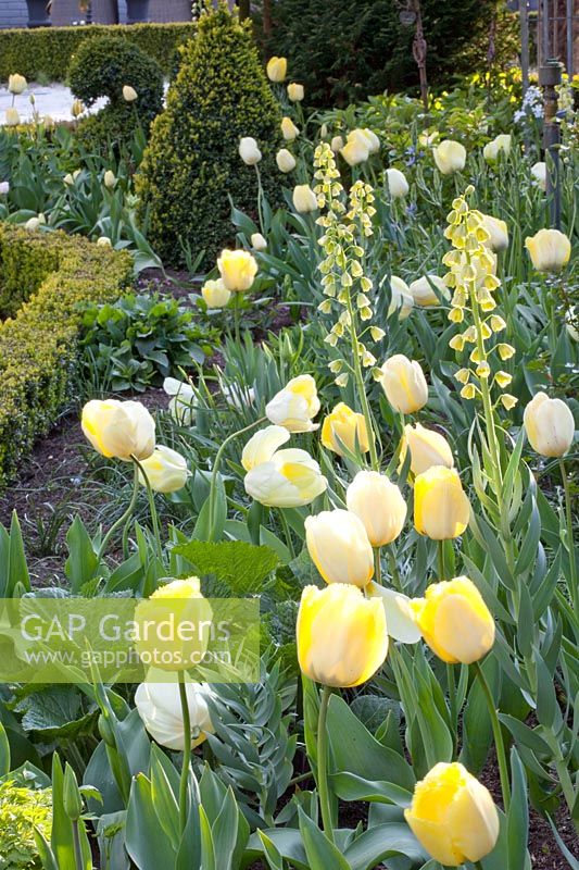Lit tulipe avec Tulipa Maja, Tulipa Vérone, Tulipa Françoise, Tulipa Ivory Floradale, Fritillaria persica Ivory Bells 
