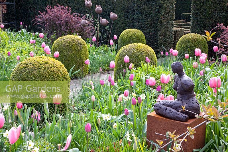 Jardin formel avec tulipes et jonquilles,Tulipa Pink Impression,Tulipa Pink Diamond, Tulipa Rosalie, Tulipa Violet Beauty, Narcissus Bellsong, 