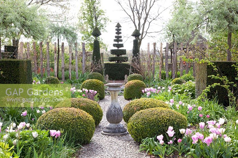 Jardin à la française avec tulipes, Tulipa Synaeda Amor,Tulipa Shirley, Tulipa Lilac Cup 