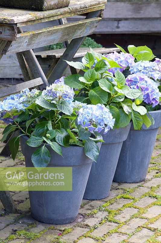 Hortensias bleus en pots, Hydrangea macrophylla 