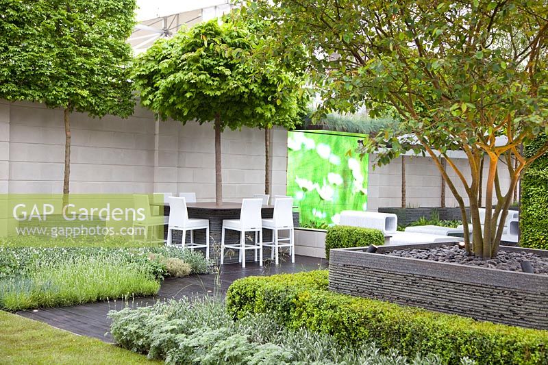 Jardin moderne avec arbres en conteneurs, Acer campestre, Acer platanoides Globosum, Convolvulus cneorum, Buxus, Thymus Silver Queen, Artemisia 