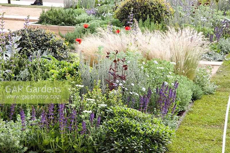 Jardin méditerranéen avec graminées et plantes vivaces, herbes aromatiques 