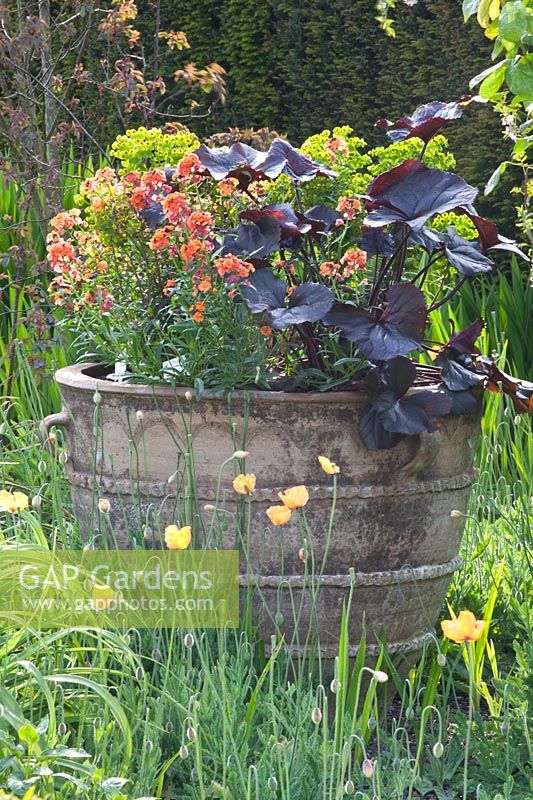 Pot avec plantes vivaces, Euphorbia martinii, Erysimum Apricot Twist, Ligularia dentata 
