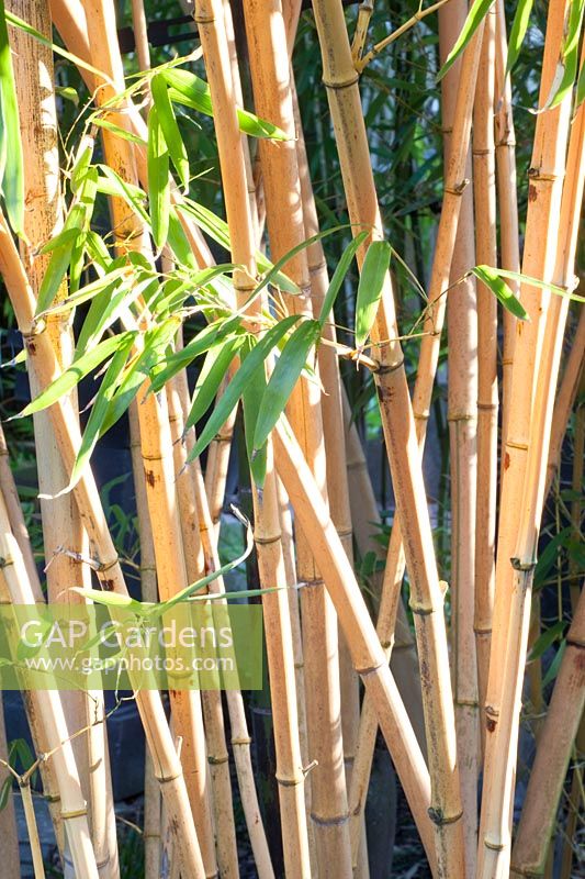 Bambou portrait, Phyllostachys vivax 