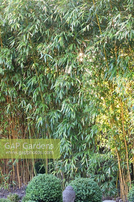 Bambou portrait, Phyllostachys aureosulcata spectabilis 