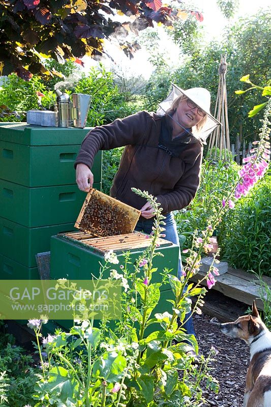Margret Wermert apiculture 