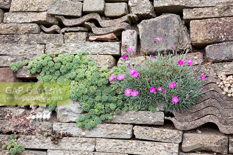 Mur en pierres recyclées, Dianthus 