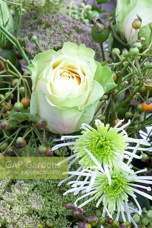 Décoration avec baies et fleurs, Rosa Equador, Ammi majus, Dendranthema 