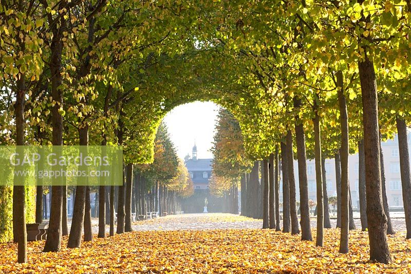 Avenue des Tilleuls dans le jardin du château de Schwetzingen, Tilia cordata 