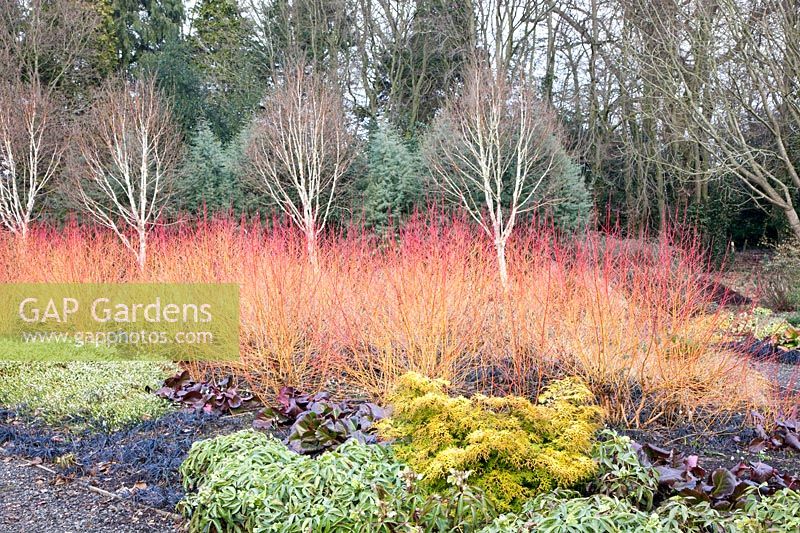 Jardin en hiver, Cornus sanguinea Midwinter Fire, Betula, Bergenia, Helleborus, Ophiopogon planiscapus Nigrescens 