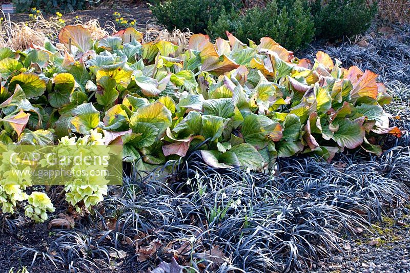 Lit en hiver, Bergenia, Helleborus, Ophiopogon planiscapus Nigrescens 