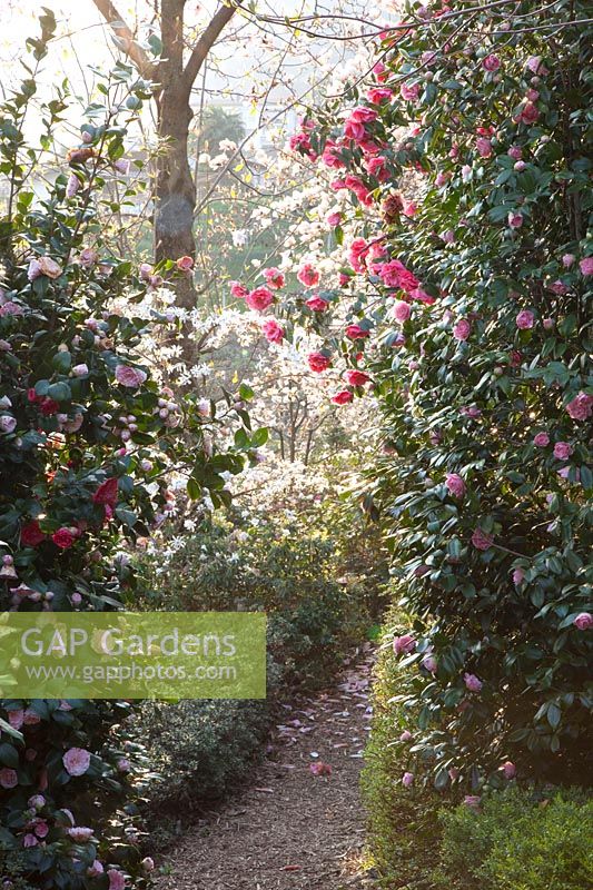 Magnolias et camélias dans le jardin botanique d'Otto Eisenhut 