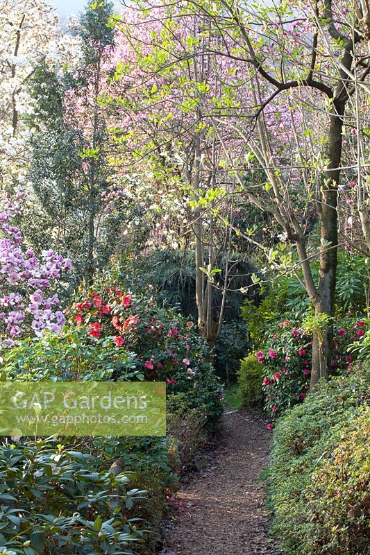 Jardin forestier avec grenat de Magnolia Pickard, Magnolia x soulangiana 